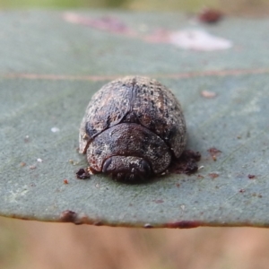 Trachymela sp. (genus) at Stromlo, ACT - 4 Jan 2022