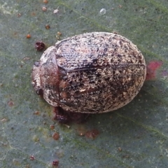 Trachymela sp. (genus) at Stromlo, ACT - suppressed