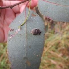 Trachymela sp. (genus) at Stromlo, ACT - suppressed