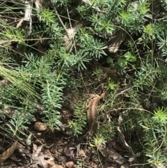 Persoonia chamaepeuce at Cotter River, ACT - 28 Dec 2021