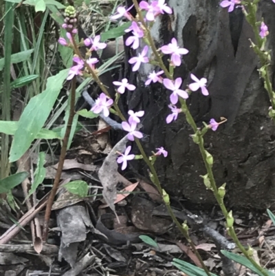 Stylidium armeria subsp. armeria (Trigger Plant) at Namadgi National Park - 27 Dec 2021 by Tapirlord