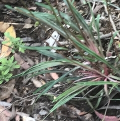 Stylidium armeria subsp. armeria at Cotter River, ACT - 28 Dec 2021