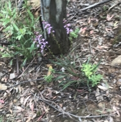 Stylidium armeria subsp. armeria at Cotter River, ACT - 28 Dec 2021