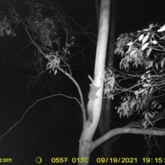 Petaurus norfolcensis (Squirrel Glider) at Wodonga, VIC - 19 Sep 2021 by DMeco