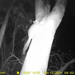 Trichosurus vulpecula (Common Brushtail Possum) at Wodonga, VIC - 12 Sep 2021 by DMeco