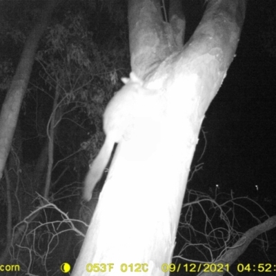 Trichosurus vulpecula (Common Brushtail Possum) at Monitoring Site 101 - Riparian  - 11 Sep 2021 by DMeco