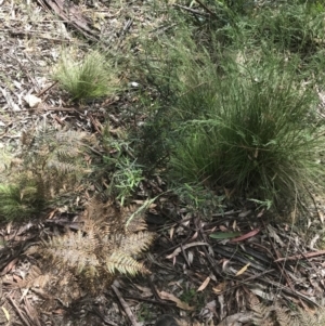 Hovea asperifolia subsp. asperifolia at Cotter River, ACT - 28 Dec 2021