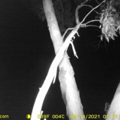 Petaurus norfolcensis (Squirrel Glider) at Monitoring Site 103 - Riparian - 13 Sep 2021 by DMeco