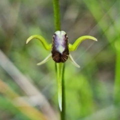Cryptostylis erecta (Bonnet Orchid) at Vincentia, NSW - 3 Jan 2022 by RobG1