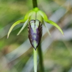 Cryptostylis erecta at Vincentia, NSW - suppressed