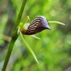 Cryptostylis erecta at Vincentia, NSW - suppressed