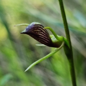 Cryptostylis erecta at Vincentia, NSW - suppressed