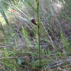 Cryptostylis erecta at Vincentia, NSW - suppressed