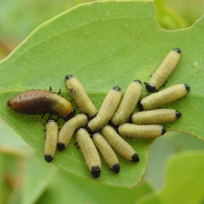 Paropsisterna beata (Blessed Leaf Beetle) at Lions Youth Haven - Westwood Farm A.C.T. - 3 Jan 2022 by HelenCross