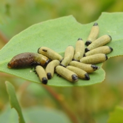 Paropsisterna beata at Stromlo, ACT - suppressed