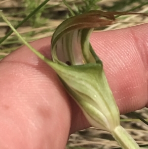 Diplodium decurvum at Cotter River, ACT - 28 Dec 2021