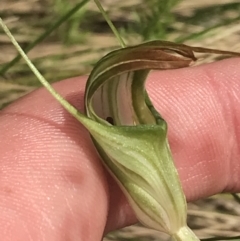 Diplodium decurvum at Cotter River, ACT - 28 Dec 2021