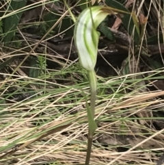 Diplodium decurvum at Cotter River, ACT - 28 Dec 2021