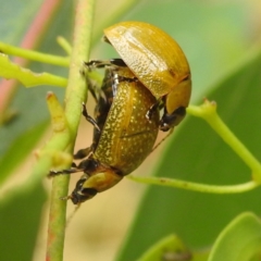 Paropsisterna cloelia (Eucalyptus variegated beetle) at Lions Youth Haven - Westwood Farm A.C.T. - 3 Jan 2022 by HelenCross