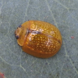 Paropsisterna cloelia at Stromlo, ACT - 4 Jan 2022