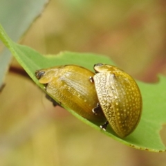 Paropsisterna cloelia at Stromlo, ACT - 4 Jan 2022