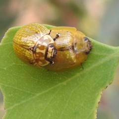 Paropsisterna cloelia at Stromlo, ACT - 4 Jan 2022