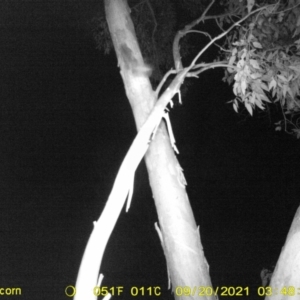 Petaurus notatus at Monitoring Site 103 - Riparian - 20 Sep 2021