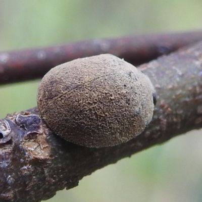 Trachymela sp. (genus) (Brown button beetle) at Lions Youth Haven - Westwood Farm A.C.T. - 3 Jan 2022 by HelenCross