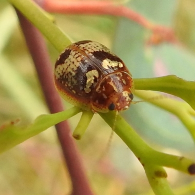 Paropsisterna sp. ("Ch11" of DeLittle 1979) (A leaf beetle) at Lions Youth Haven - Westwood Farm - 3 Jan 2022 by HelenCross