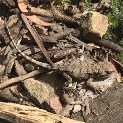 Rankinia diemensis (Mountain Dragon) at Namadgi National Park - 27 Dec 2021 by Tapirlord