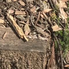 Rankinia diemensis at Cotter River, ACT - 28 Dec 2021 09:26 AM