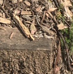 Rankinia diemensis at Cotter River, ACT - 28 Dec 2021 09:26 AM