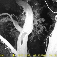 Petaurus norfolcensis (Squirrel Glider) at WREN Reserves - 12 Sep 2021 by DMeco