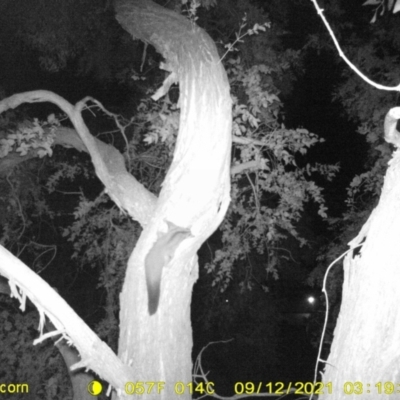 Petaurus norfolcensis (Squirrel Glider) at Huon Creek, VIC - 11 Sep 2021 by DMeco