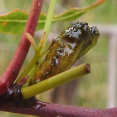 Oxyops sp. (genus) (Oxyops weevil) at Lions Youth Haven - Westwood Farm A.C.T. - 3 Jan 2022 by HelenCross