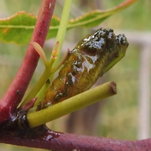 Oxyops sp. (genus) at Stromlo, ACT - suppressed