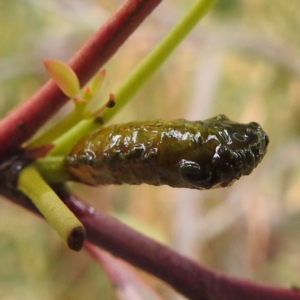 Oxyops sp. (genus) at Stromlo, ACT - 4 Jan 2022