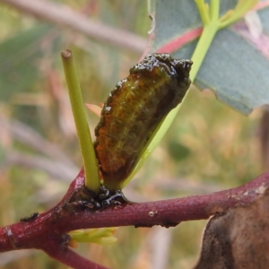 Oxyops sp. (genus) at Stromlo, ACT - 4 Jan 2022