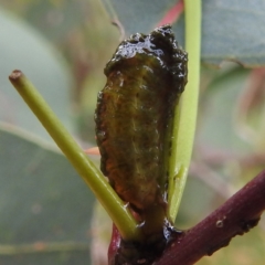 Oxyops sp. (genus) at Stromlo, ACT - 4 Jan 2022