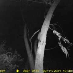 Petaurus sp. (A glider) at WREN Reserves - 11 Sep 2021 by DMeco