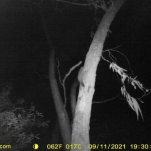 Petaurus sp. at Monitoring Site 106 - Riparian - 11 Sep 2021