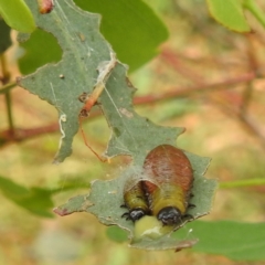 Paropsisterna beata (Blessed Leaf Beetle) at Stromlo, ACT - 4 Jan 2022 by HelenCross