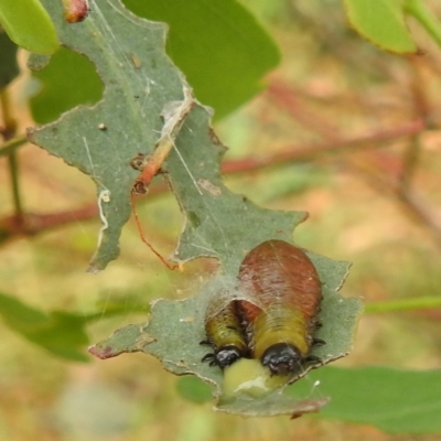 Paropsisterna beata (Blessed Leaf Beetle) at Stromlo, ACT - 4 Jan 2022 by HelenCross