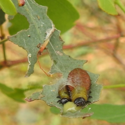 Paropsisterna beata (Blessed Leaf Beetle) at Lions Youth Haven - Westwood Farm A.C.T. - 3 Jan 2022 by HelenCross