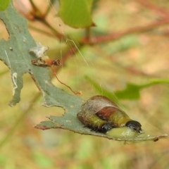 Paropsisterna beata at Stromlo, ACT - suppressed