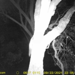 Petaurus norfolcensis at Leneva, VIC - 22 Sep 2021 10:05 PM