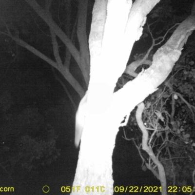 Petaurus norfolcensis (Squirrel Glider) at Monitoring Site 108 - Road - 22 Sep 2021 by DMeco