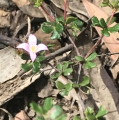 Boronia algida (Alpine Boronia) at Cotter River, ACT - 27 Dec 2021 by Tapirlord