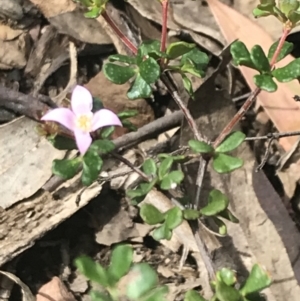 Boronia algida at Cotter River, ACT - 28 Dec 2021