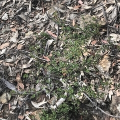 Boronia algida at Cotter River, ACT - 28 Dec 2021